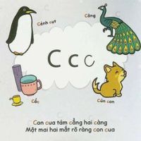C