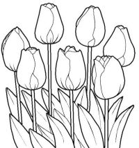 Tulip2